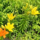 돼지나라돼지한마리 이미지