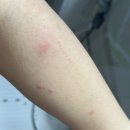 감마루 | 페이버백 보라지유 케어츄 감마리놀렌산 섭취 후기