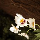 밀토니아(miltonia)