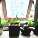 시흥솔병원 이미지