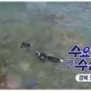문어할머니 네이버블로그
