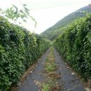 금자농장 이미지