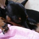 천지 애견 이미지