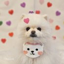 강아지왈츠 | [추천] 강아지왈츠 애견유치원/호텔_ 대전 강아지 유치원,강아지 호텔 추천(셀프후기.. ♥)
