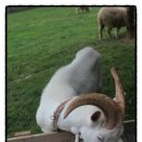 오목골 목장 이미지