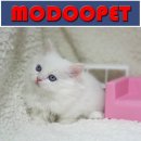 나폴레옹 이미지