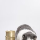 삼마네개냥이 이미지