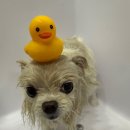 댕댕스파 이미지