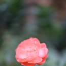 꽃과나무(Flower tree) 이미지