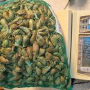 질재로 4 이미지