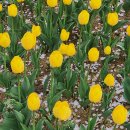 에스키스 이미지