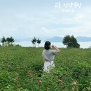 GS 25 전남고흥점 | 전남 가볼만한곳 고흥 작약꽃밭 위치 실시간 개화현황