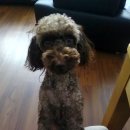 이쁘개 귀엽개 이미지