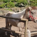 제주 자고가 | 제주도 여행 가볼만한곳, 제주 애월 놀거리 화조원 입장권 할인 체험 후기