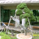 소나무공원 이미지