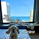 강릉스테이 | [강릉] 뚜벅이 여행 강릉 강아지동반 숙소 '기억스테이강릉' 내돈내산 후기
