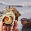 이행(李荇)의 함안유배문학 「소라고동 술잔(螺杯)」 소라술잔에 회포를 풀다 이미지