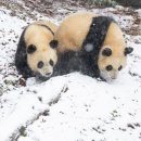 판다27 이미지