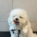 김해애견미용 맘바이 강아지 미용실 이미지