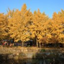 은행마을로 이미지