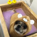 꼬몽그루밍 이미지