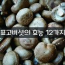 표고버섯의 효능 12가지 이미지