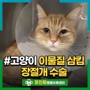 개복당 | 고양이 이물질 삼킴으로 개복하여 장절개 수술했던 후기