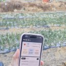 회원농장 | 마이파머스 AI 농사어플 주말농장 텃밭 작물 가꾸기