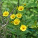 금불초 Inula britannica var. japonica (Thunb.) Franch. & Sav. 변종 이미지