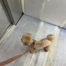 더누리개 이미지