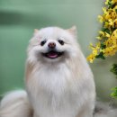 알콩이네 이미지