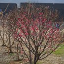 만첩홍매실 Prunus mume f. alphandi (Carrière) Rehder 품종 이미지
