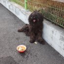우강초교 노트펫