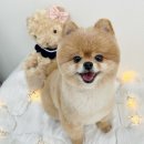 댕글 몽글 이미지