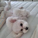 올데이독 이미지