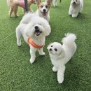 댕봄 유치원 애견스쿨 | 수원 강아지 알레르기 케어 가능한 애견유치원, 멍스스쿨 수업 후기