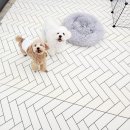 퍼피루미 이미지