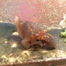 스시타노 이미지