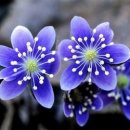 바다그린 이미지