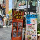 고양이사랑채 | 서울 아이랑 실내 가볼만한 곳 추천, 명동 고양이카페 사랑채 내돈내산 솔직후기