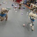 호야별 애견유치원 이미지