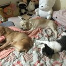 바라봄동물병원 이미지