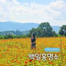 청도 가볼만한곳 숨은 꽃구경 명소 백일홍 꽃밭