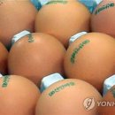 밥보다계란 이미지