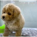 도그마루 이미지