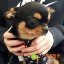 MS동물병원 - 연제구 과정로348번길 2 | MS동물병원