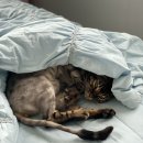 매직 펫 살롱 이미지