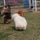 러블릿캔넬 이미지