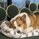 서울애견 이미지