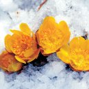 얼음새꽃 이미지